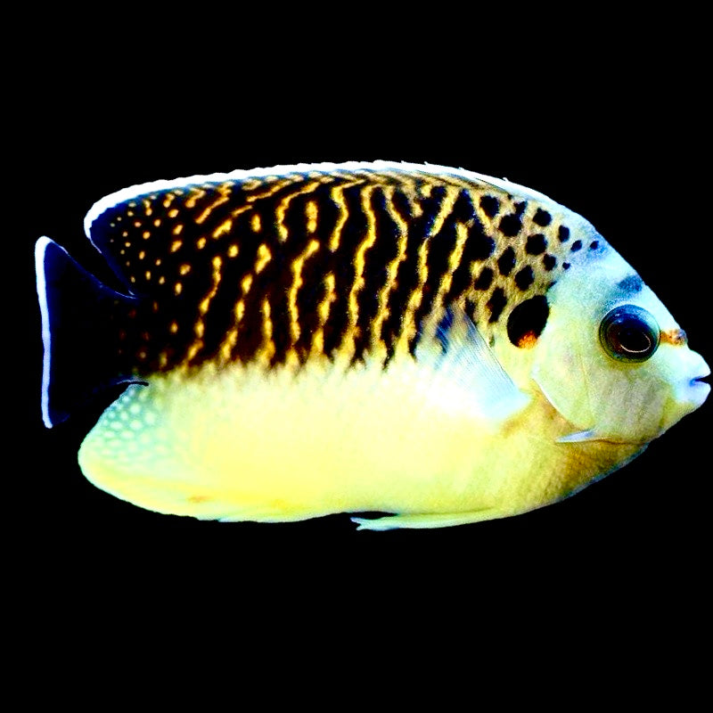 Kingi Angelfish Size: M 3" to 4"