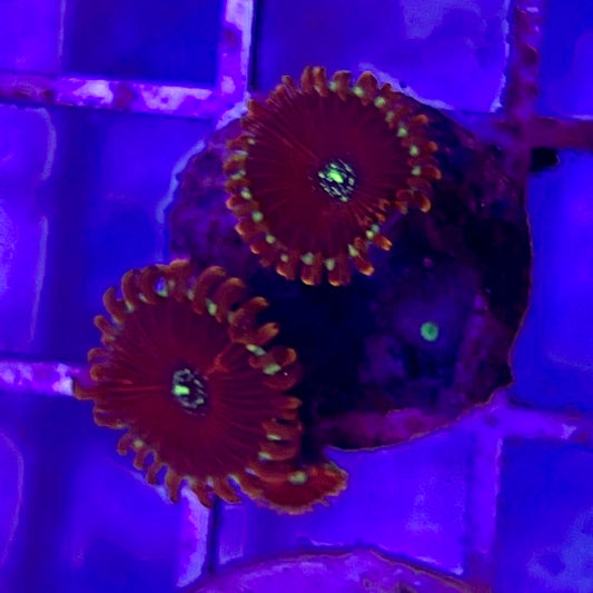 Aussie Ultra Palythoa WYSIWYG AUP010321 Size: 1" Frag Aprox