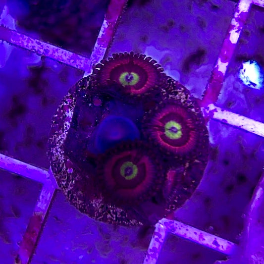 Aussie Ultra Zoa WYSIWYG AUZ010313 Size: 1.5" Frag Aprox