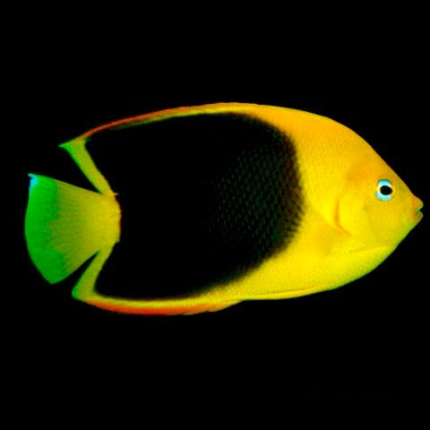 Rock Beauty Angelfish - Violet Aquarium 