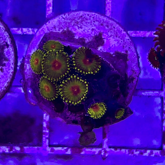 Aussie Ultra Golden Gods Zoa WYSIWYG AUZ010333 Size: 1.5" Frag Aprox