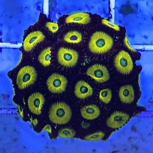 Zombie Banana Zoanthid (Aquacultured)