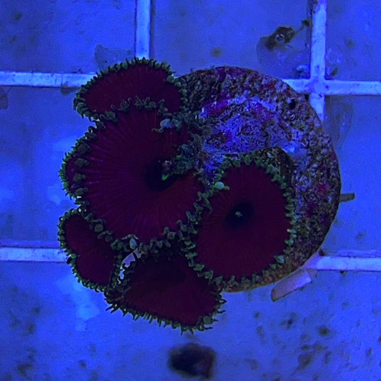 Purple Urple Palythoa (Aquacultured)