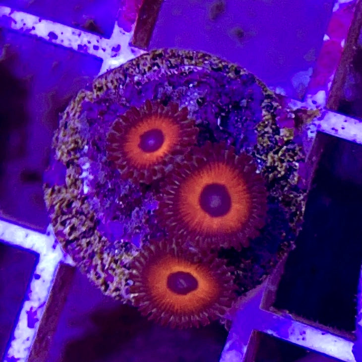 Aussie Ultra Zoa WYSIWYG AUZ010315 Size: 1.5" Frag Aprox