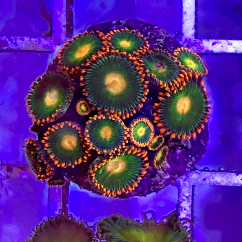 Aussie Ultra Zoa WYSIWYG AUZ010320 Size: 1.5" Frag Aprox