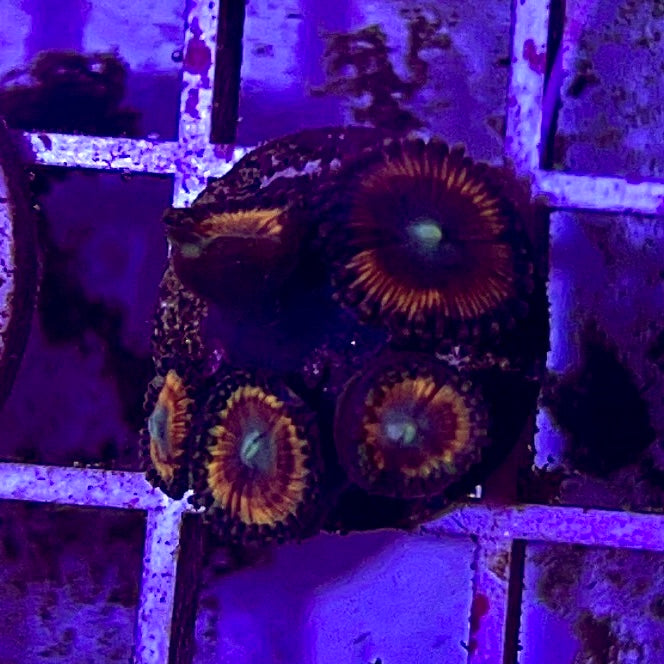 Aussie Ultra Zoa WYSIWYG AUZ010322 Size: 1" Frag Aprox