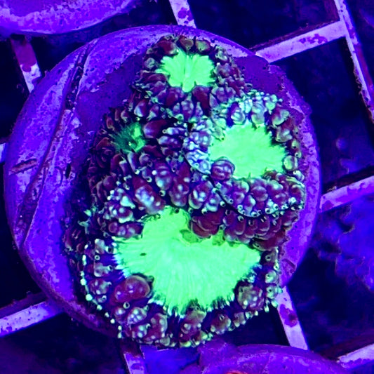 Quad-Head Purple Burgandy Rimmed Blastomussa Welssi WYSIWYG BLW010306 Size: 2" Frag Aprox