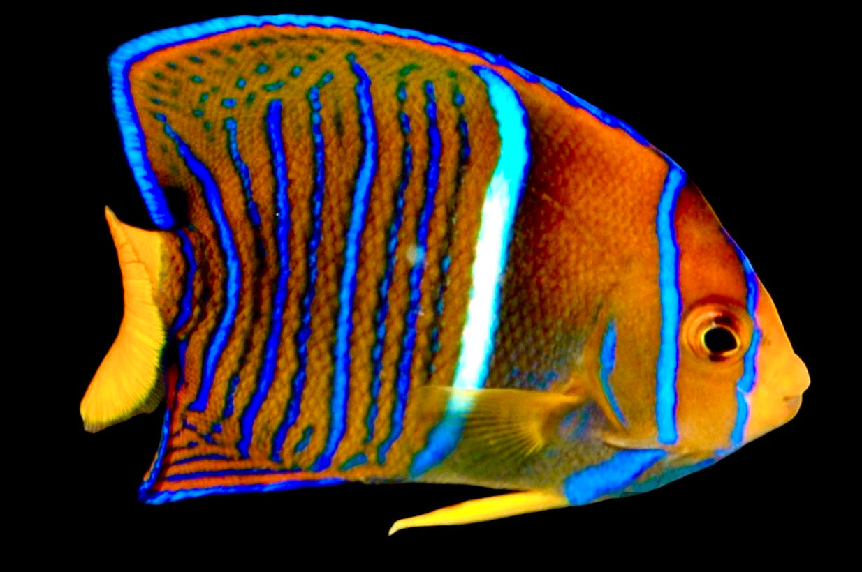 Passer King Angelfish Size: M 3" to 4"