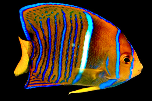 Passer King Angelfish Size: L 4" to 5"