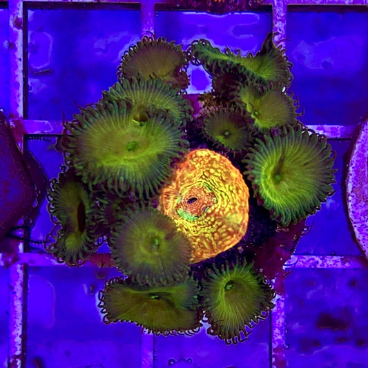 Combination Acan Bowerbanki WYSIWYG ABB010310 Size: 2.5" Frag Aprox