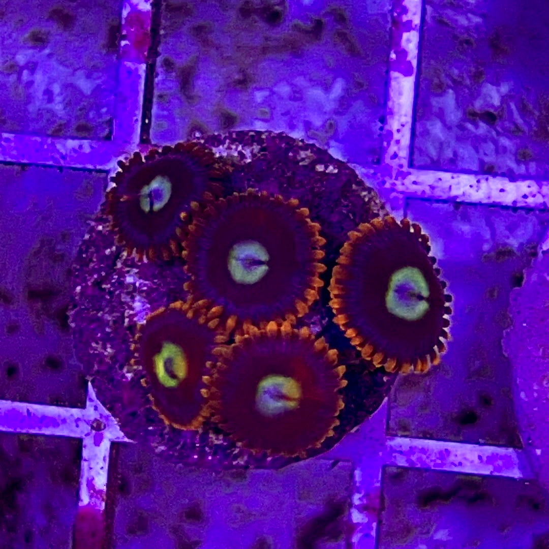 Aussie Ultra Zoa WYSIWYG AUZ010312 Size: 1.5" Frag Aprox