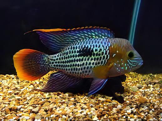 Golden Saum Green Terror Cichlid