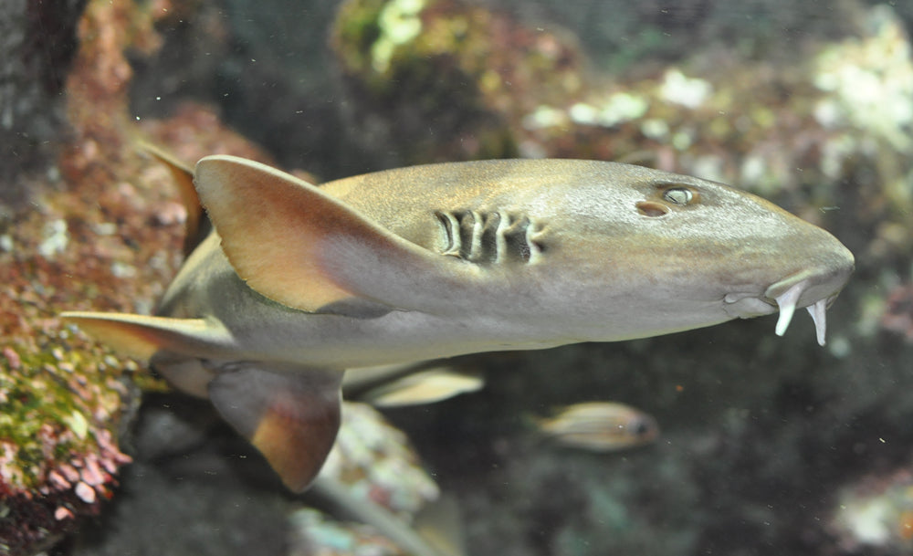 Grey Bamboo Shark Size: XL 11" to 13"