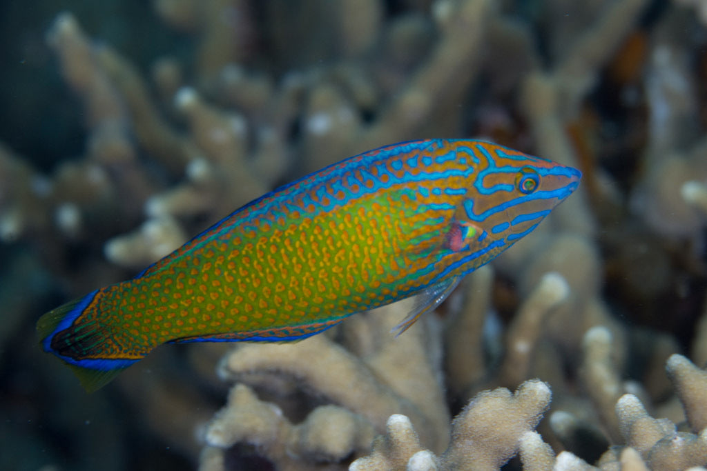 Grey Head Wrasse Size: XL 4" to 5"