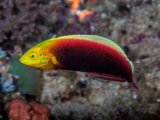 Radiant Wrasse (Africa)Size: M 1.5" to 2"