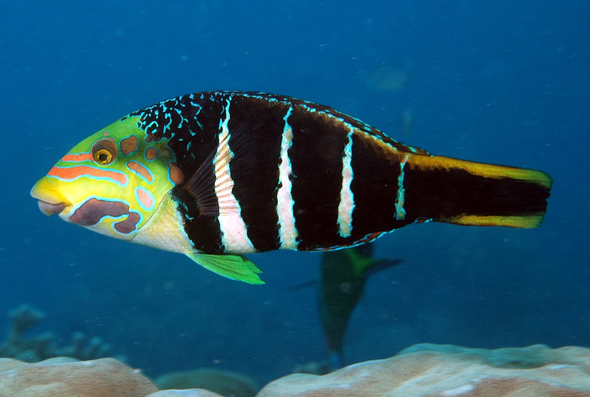 Barred Thicklip Wrasse Size: XL 2.5" to 3"