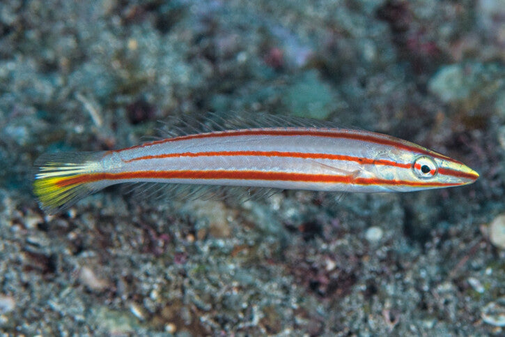 Red Ring Wrasse Size: L 4" to 5" Juv Solomon Islands