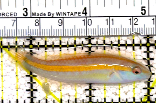 Greenband Wrasse GBW022002 WYSIWYG Size: XL 2.5" approx