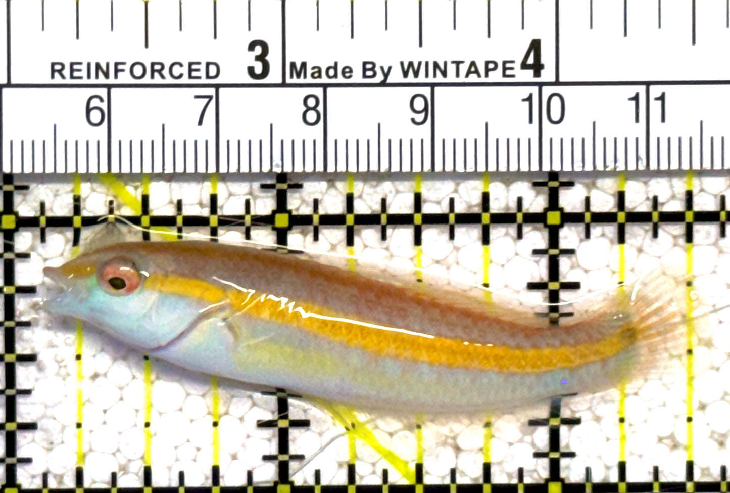 Greenband Wrasse GBW022002 WYSIWYG Size: XL 2.5" approx