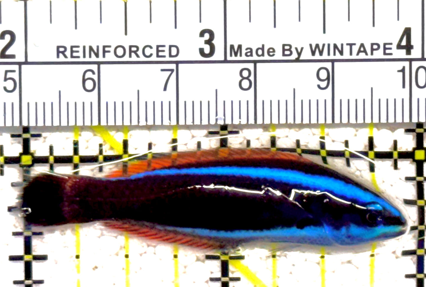 Chiseltooth Wrasse Juvenile CWJ021901 WYSIWYG Size: S 2"approx