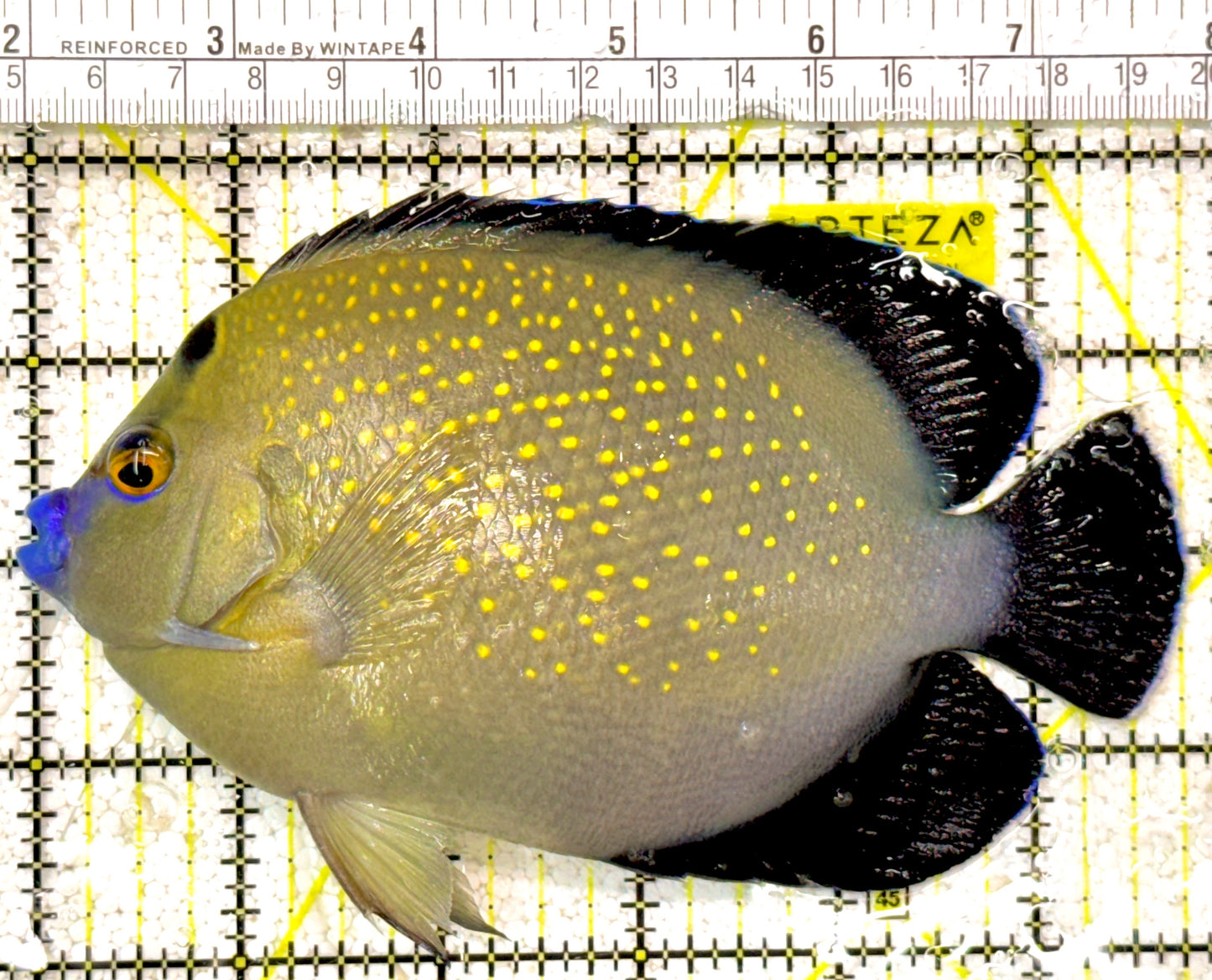 Goldflake Angelfish GA022001 WYSIWYG Size: XL 5.75" approx