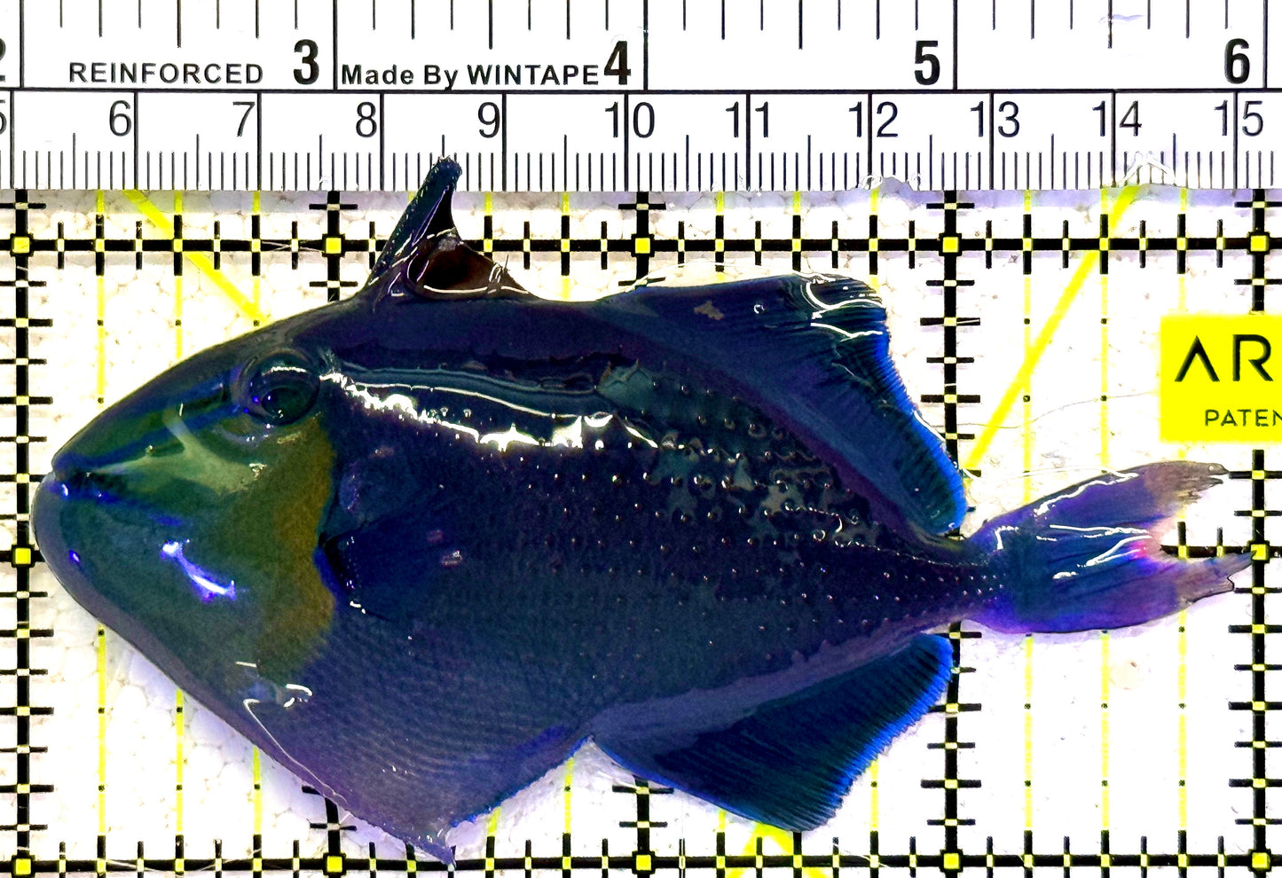 Niger Triggerfish NT022001 WYSIWYG Size: ML 4"approx