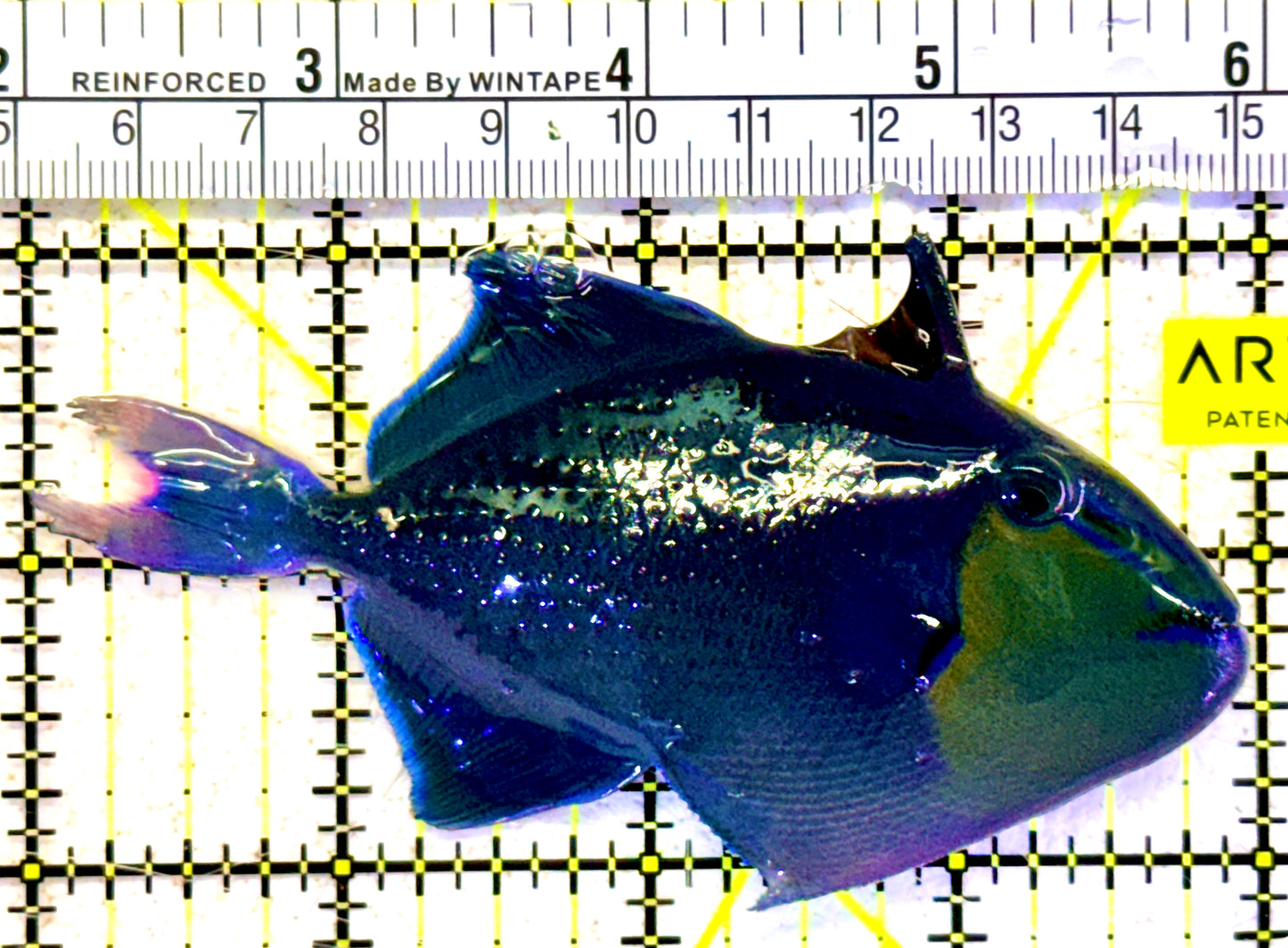 Niger Triggerfish NT022001 WYSIWYG Size: ML 4"approx