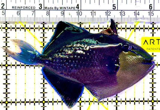 Niger Triggerfish NT022002 WYSIWYG Size: ML 4"approx