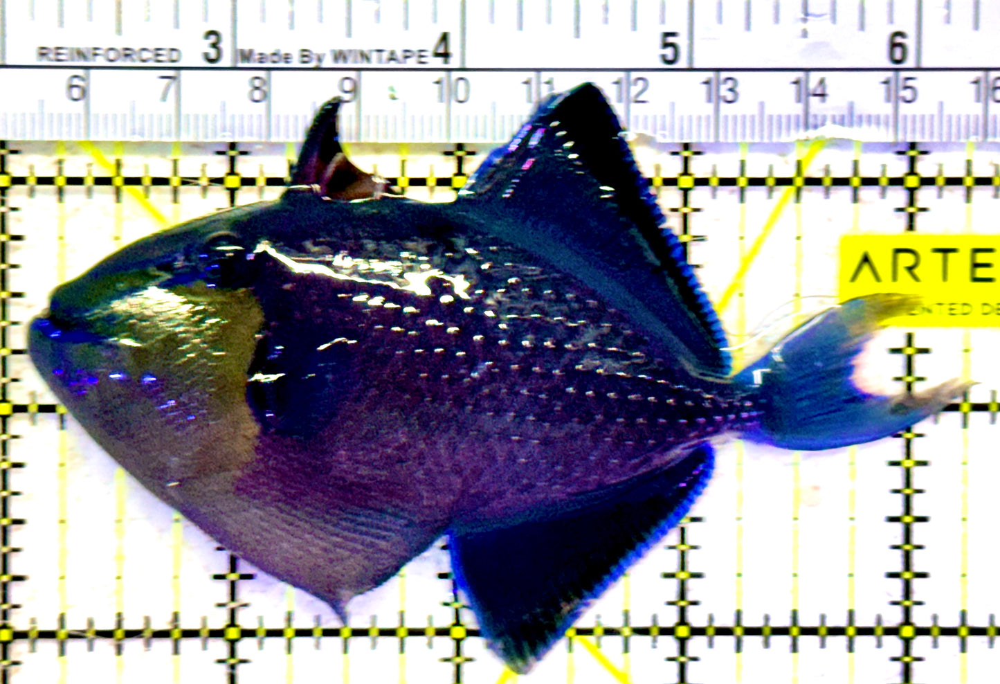 Niger Triggerfish NT022002 WYSIWYG Size: ML 4"approx