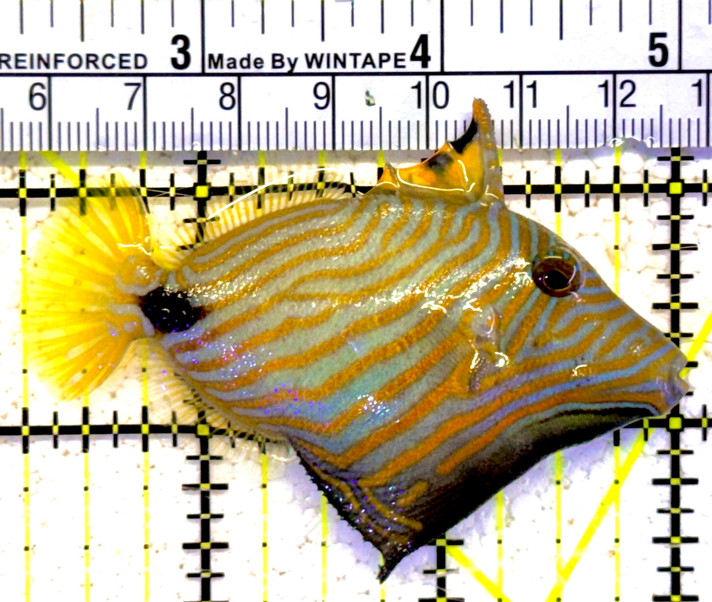 Undulated Triggerfish UT022001 WYSIWYG Size: M 3.75"