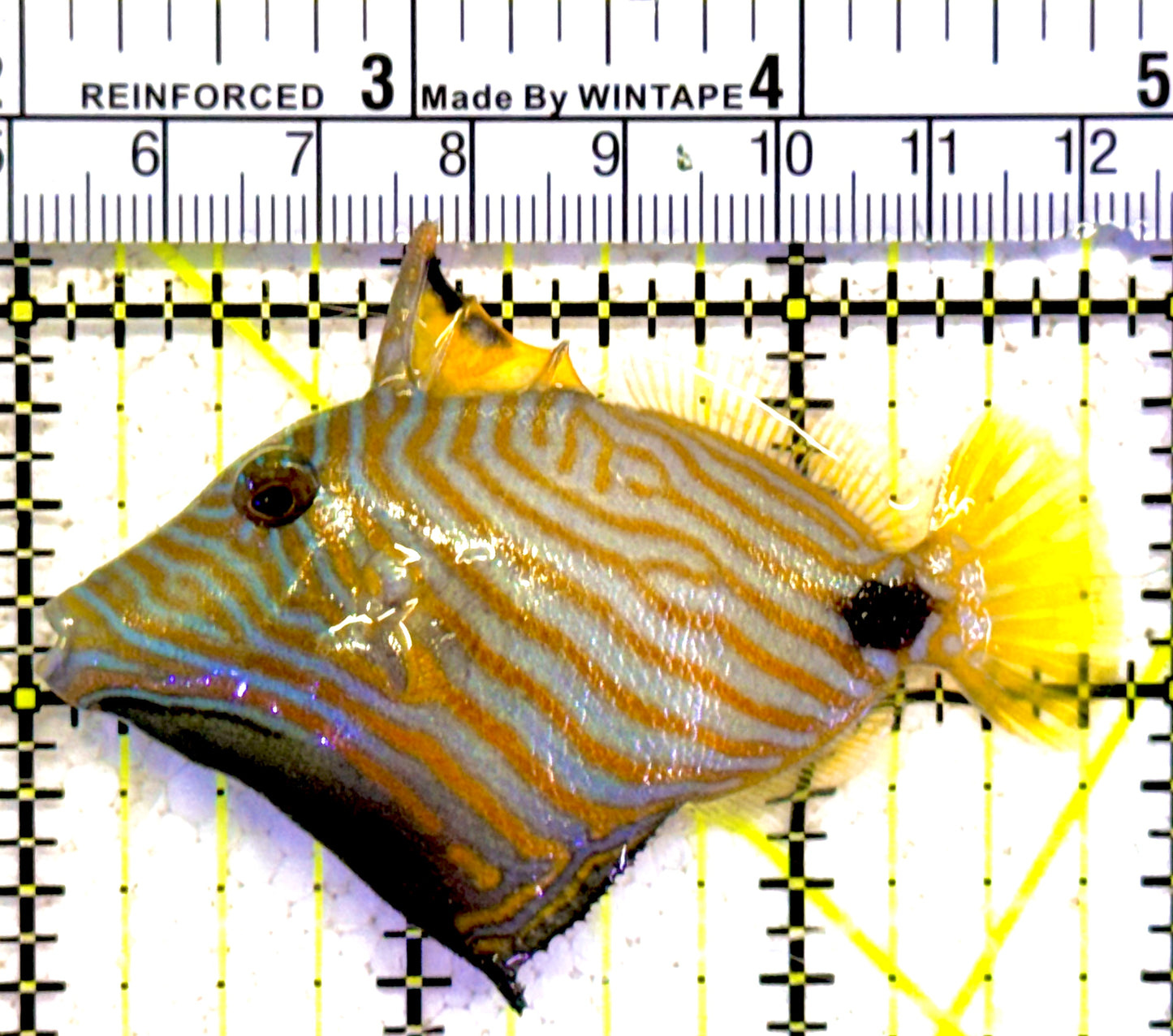 Undulated Triggerfish UT022001 WYSIWYG Size: M 3.75"