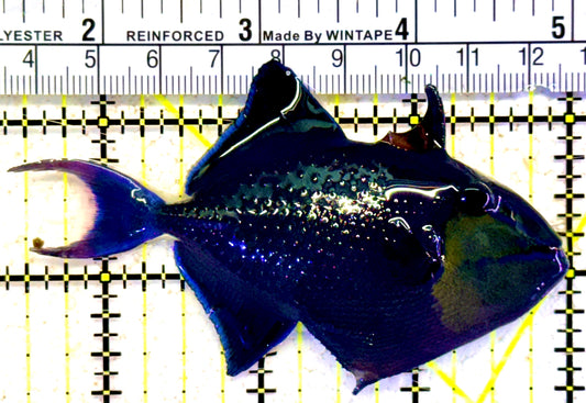 Niger Triggerfish NT022003 WYSIWYG Size: ML 3.5" approx