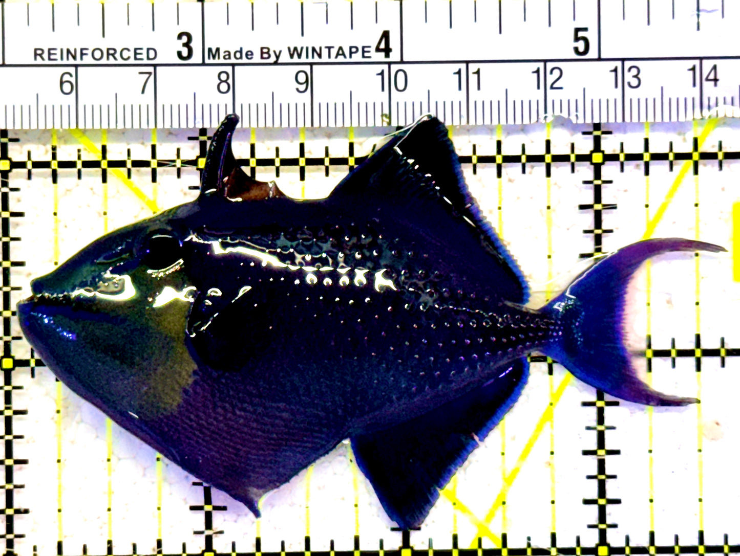 Niger Triggerfish NT022003 WYSIWYG Size: ML 3.5" approx