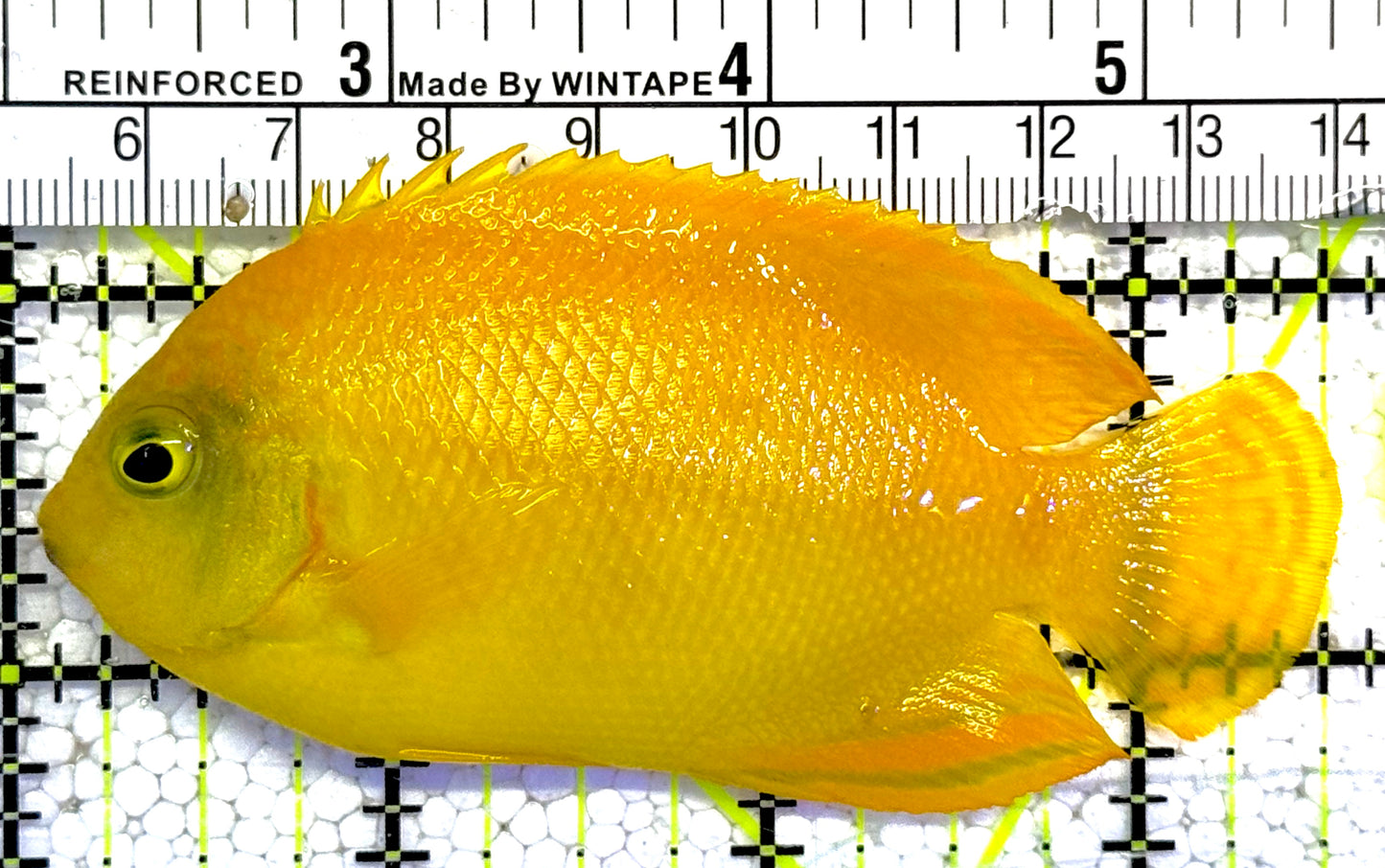 Herald's Angelfish HA022101 WYSIWYG Size: L 3.5"approx