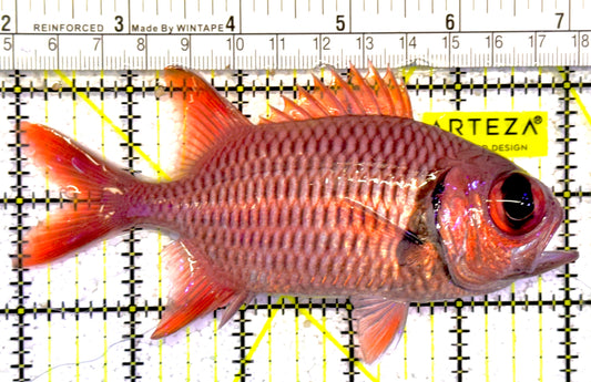 Red Soldier Fish RSF022201 WYSIWYG Size: L 5" approx