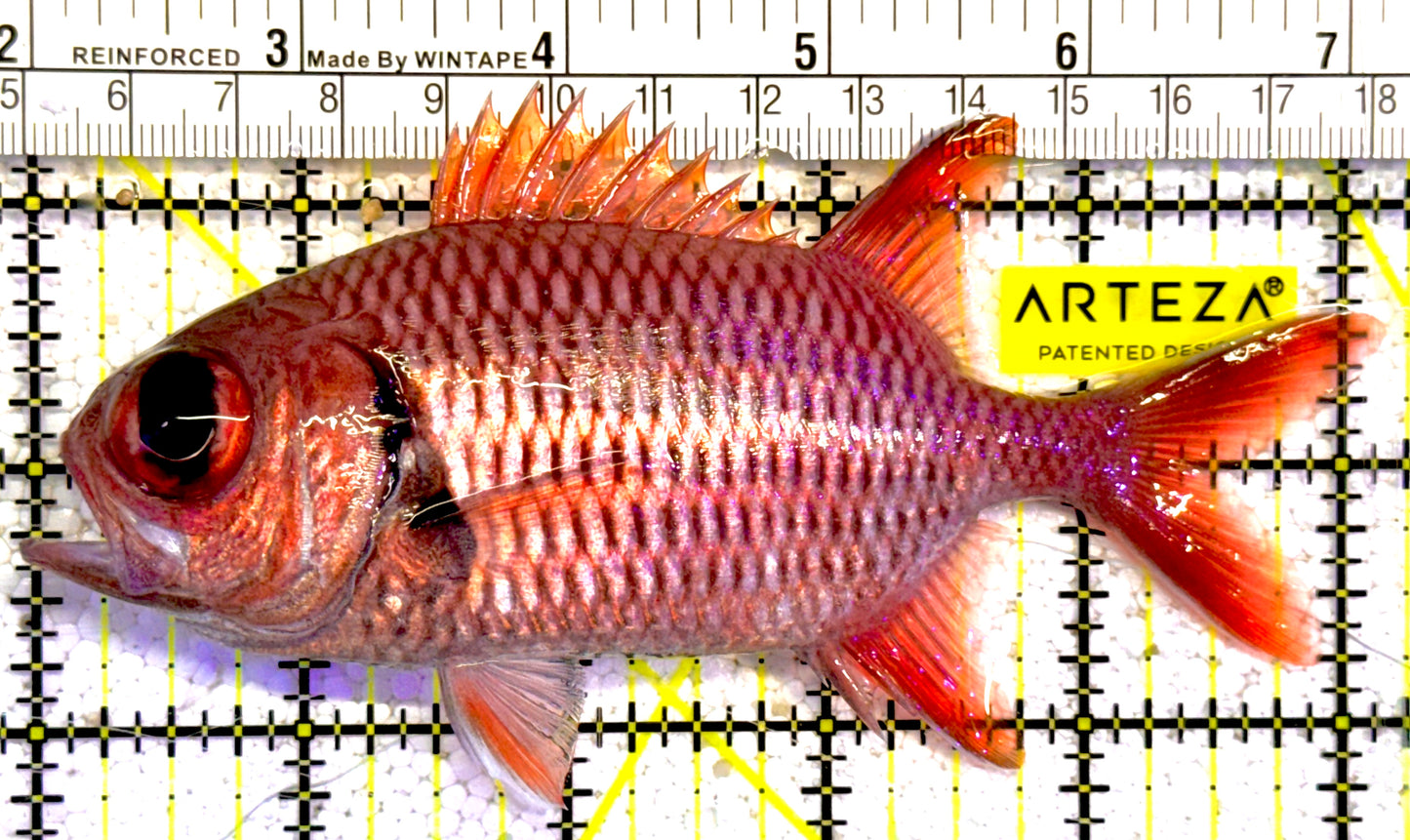 Red Soldier Fish RSF022201 WYSIWYG Size: L 5" approx