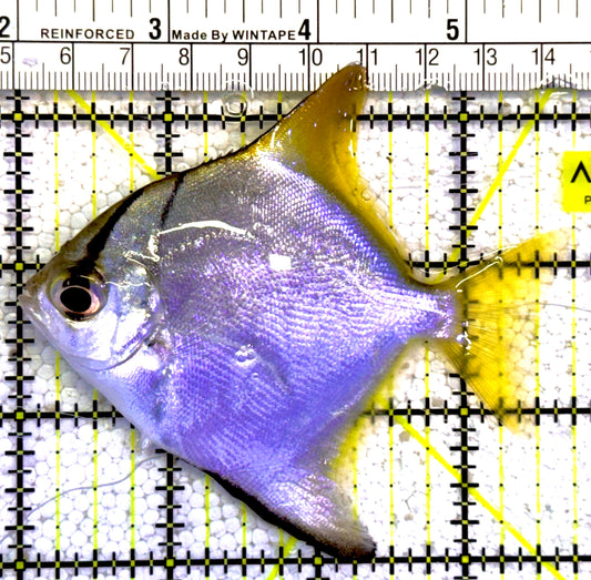 Mono Angelfish MA022201 WYSIWYG Size: ML 3.5"approx