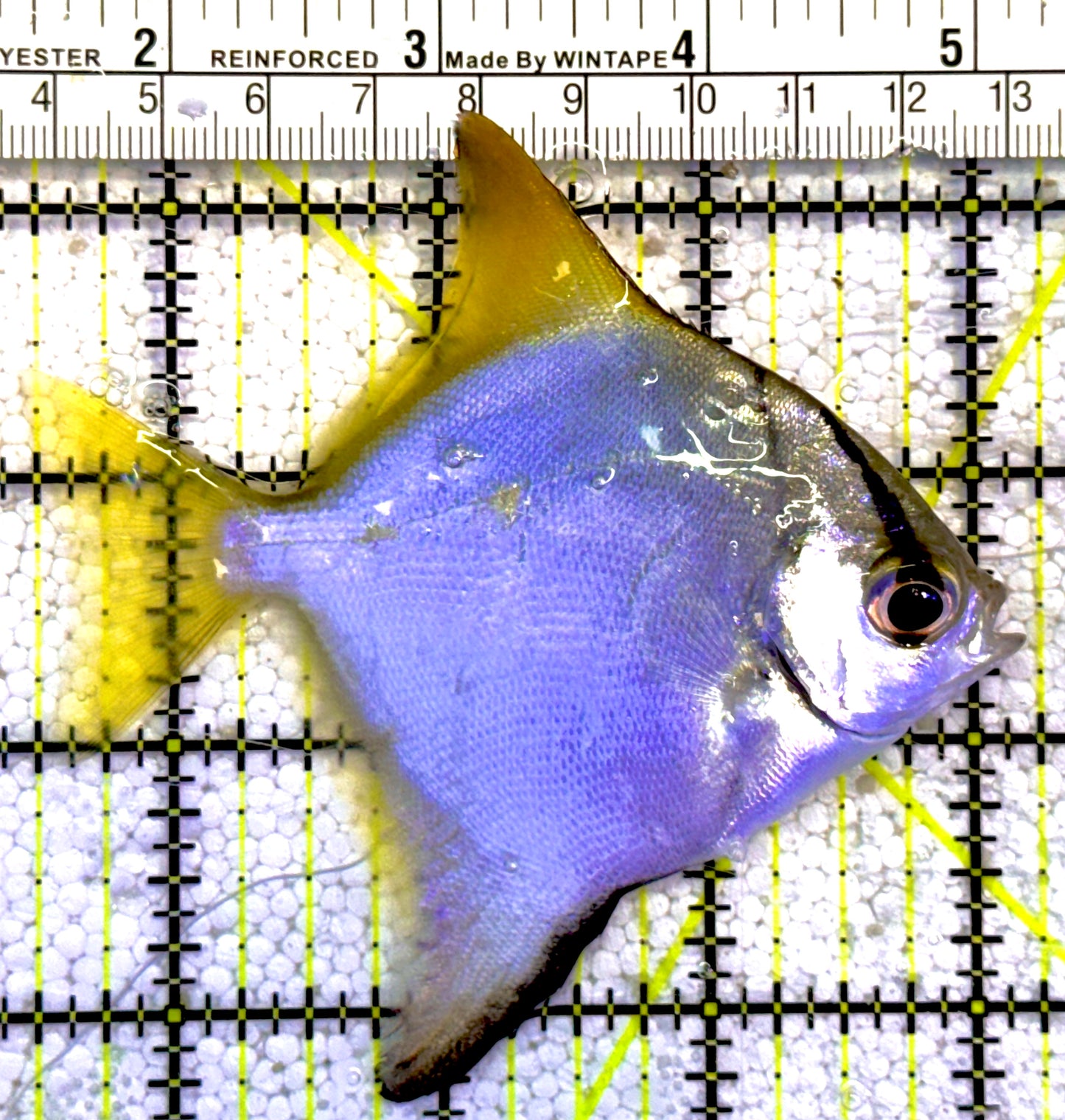 Mono Angelfish MA022201 WYSIWYG Size: ML 3.5"approx