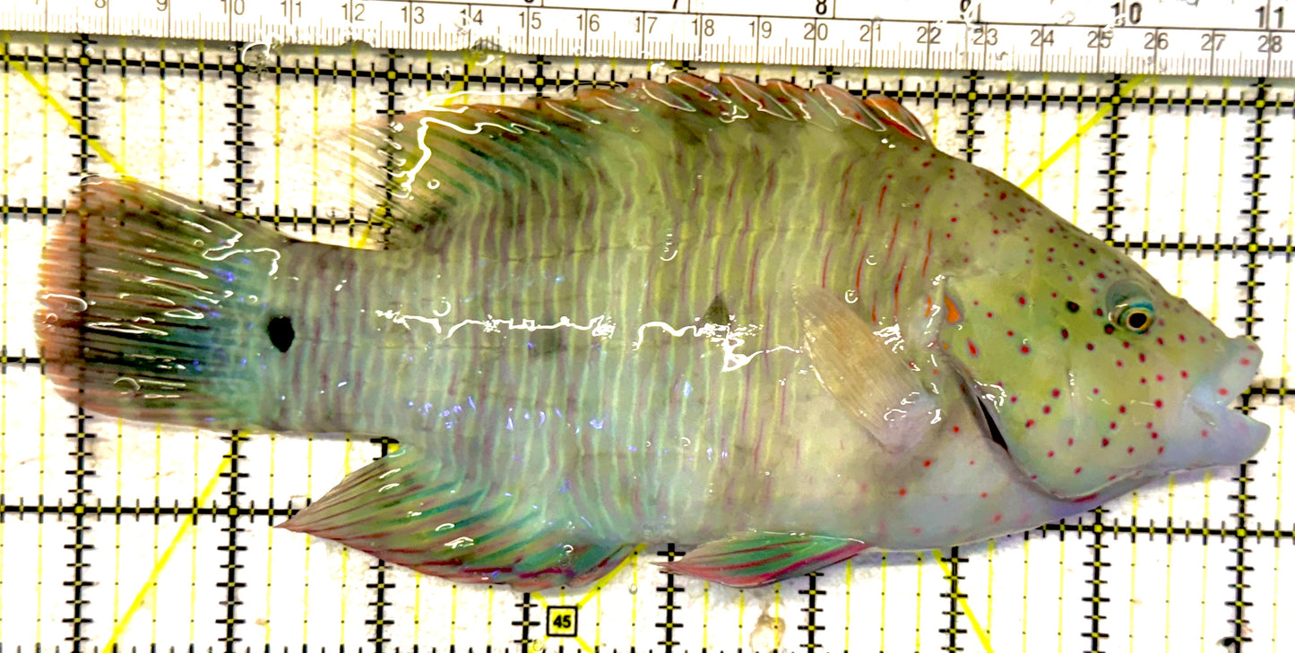 Oman Special Grade Broomtail Wrasse OSGBW022404 WYSIWYG Size: S 8.25 approx