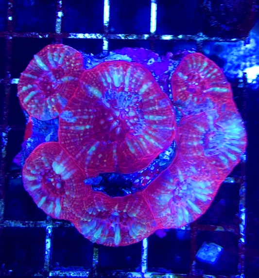 Acan Bowerbanki Mother Colony WYSIWYG WAAB100601