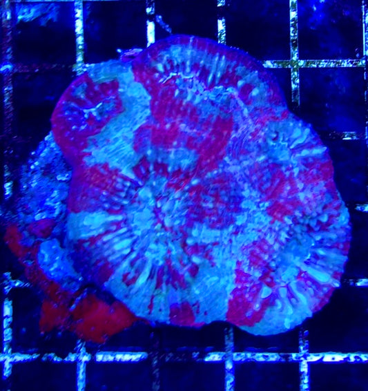 Acan Bowerbanki Mother Colony WYSIWYG WAAB100603