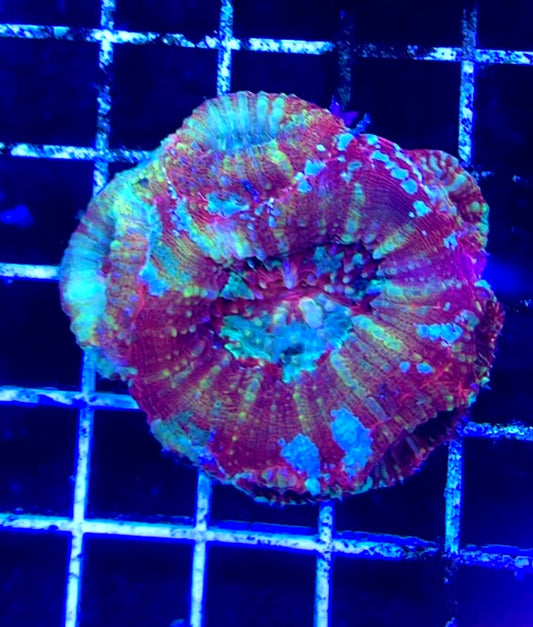 Acan Bowerbanki Mother Colony WYSIWYG WAAB100604