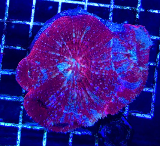 Acan Bowerbanki Mother Colony WYSIWYG WAAB100605