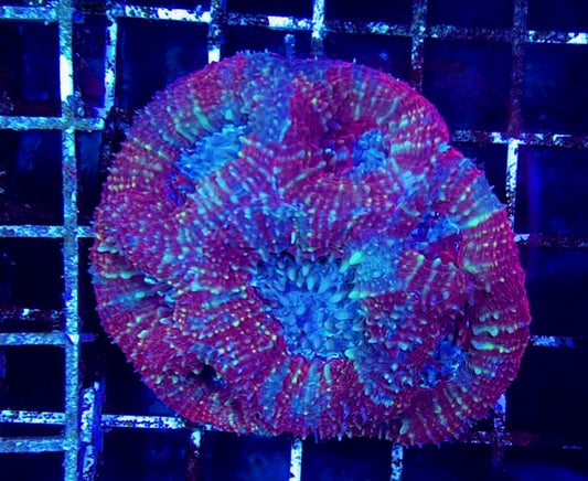 Acan Bowerbanki Mother Colony WYSIWYG WAAB100606