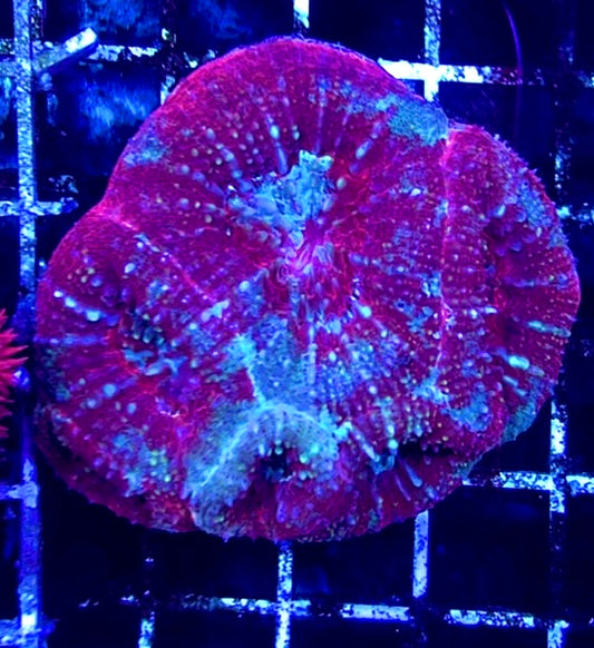 Acan Bowerbanki Mother Colony WYSIWYG WAAB100607