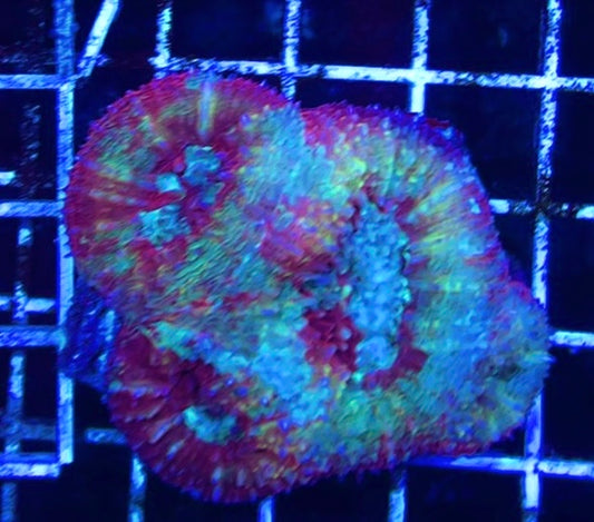 Acan Bowerbanki Mother Colony WYSIWYG WAAB100608