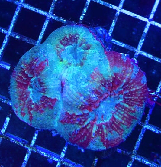 Acan Bowerbanki Mother Colony WYSIWYG WAAB100609