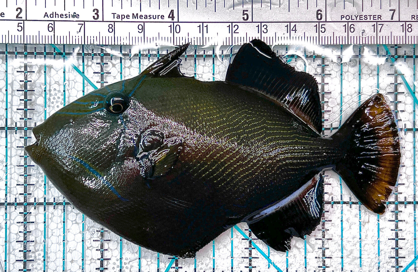 Black Triggerfish BT101001 WYSIWYG Size: XL 5" approx