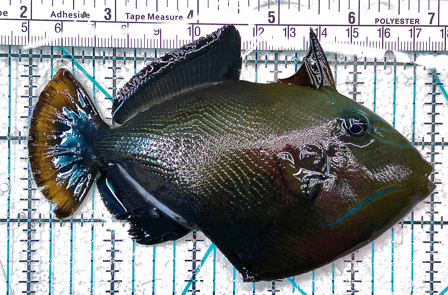 Black Triggerfish BT101001 WYSIWYG Size: XL 5" approx