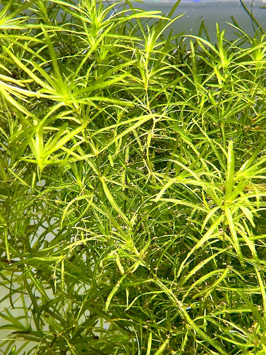 Guppy Grass Size: L Bulk bundle (Submerged)